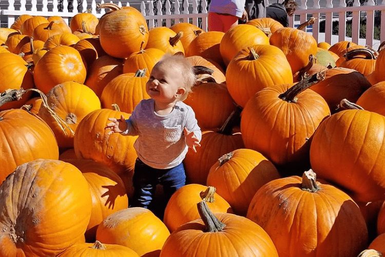 toddler in pumpkin patch